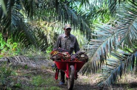 Harap Cemas Investor Pantau Kabar Ekspor CPO Indonesia…