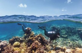 Gelombang Panas Bikin 91 Persen Karang Great Barrier Reef di Australia Rusak