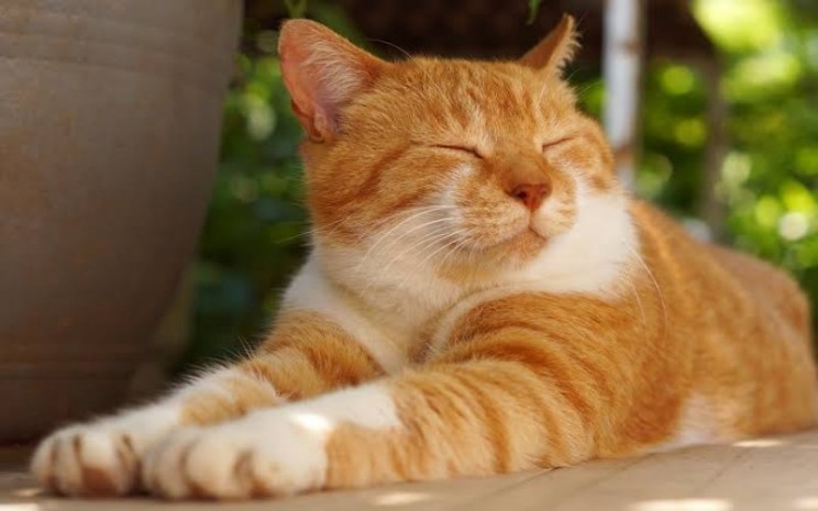 Dari Suara Keras Hingga Peralatan Teknologi, Ini 10 Hal yang Bisa Menakuti Kucing
