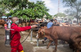 Penyakit Mulut dan Kuku Serang 358 Ekor Sapi di Lombok