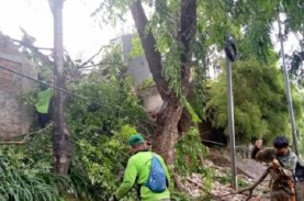 Hujan Angin Landa Jakarta, 2 Pohon Tumbang di Daerah…