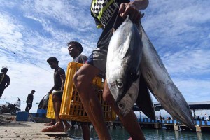 Potensi Ikan Tangkap di Indonesia Mencapai 12,01 Juta Ton Per Tahun