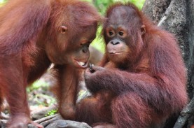 Sejak 2016 Sebanyak 186 Ekor Orangutan Dilepasliarkan…