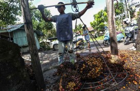 Keran Ekspor CPO dan Minyak Goreng Dibuka, Gapki: Terima Kasih Pak Jokowi