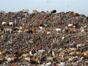 Marak Wabah PMK, Pengembalaan Sapi di Tempat Pembuangan Sampah Masih Belum Dilarang