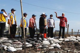 Banjir Rob Semarang, Pembuatan Tanggul Jadi Solusi…