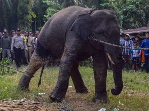 BKSDA Riau Menangkap Dua Ekor Gajah Sumatra Liar