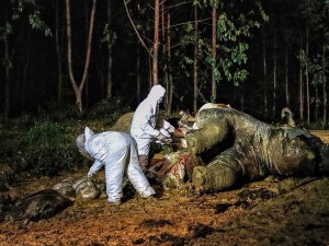 Gajah Sumatra Yang Mengandung 22 Bulan Ditemukan Mati di Kawasan Konsesi PT Riau Abadi Lestari