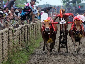 Kejuaran Karapan Sapi Piala Bupati Sampang di Madura