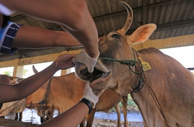 Kasus Penyakit Mulut dan Kuku di Lombok Masih Tinggi