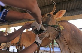 Duh! Puluhan Sapi di Riau Terpapar Penyakit Mulut dan Kuku (PMK) 