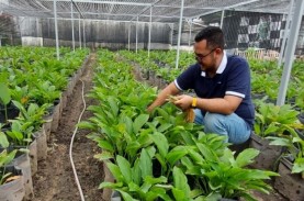 Omzet Ratusan Juta, Petani Muda Riau Bidik Potensi…