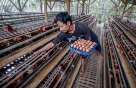 UGM Mulai Pembangunan Pusat Pelatihan Produksi Telur Umbaran Pertama di Asia