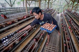 UGM Mulai Pembangunan Pusat Pelatihan Produksi Telur…