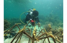 Hidupkan Kembali Surga Bawah Laut di Selat Makassar
