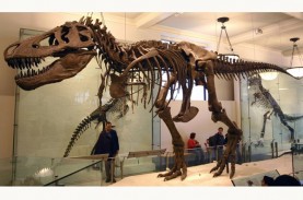 Fosil Mirip Dinosaurus T-Rex Ditemukan di Mesir, Usianya…