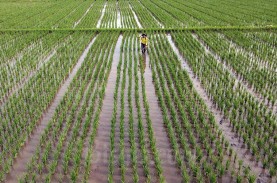 PT Pupuk Indonesia Canangkan Program Agro Solution…