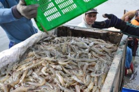 Dislutkan Kalteng: Shrimp Estate Mendukung Ekonomi…