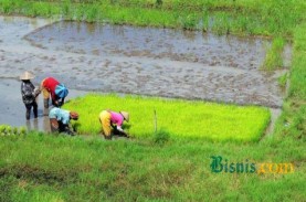 Dukungan Permodalan Petani Bisa Bantu Indonesia Keluar…