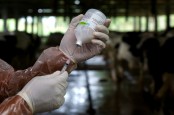 Vaksinasi PMK di Jateng, 75.000 Dosis Ditargetkan Habis Sepekan