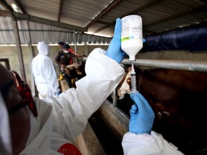 Pemkot Bandung Mulai Menyuntikan Vaksin PMK Untuk Hewan Ternak