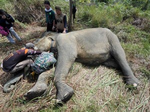 BKSDA Jambi Memasang Kalung GPS Kepada Seekor Gajah Sumatra