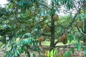 Durian dan Nangka Bisa Jadi Jaminan Kredit Bank di Thailand