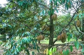 Durian dan Nangka Bisa Jadi Jaminan Kredit Bank di…