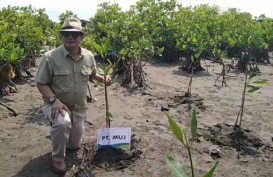 Tanam Ribuan Mangrove di Pesisir Utara Jabar, MUJ Ingin Wariskan Perbaikan Lingkungan