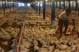 Indonesia Siap Ekspor Ayam ke Singapura, Bebas Avian…