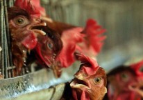 Ayam-ayam di sebuah peternakan penghasil telur milik swasta di Tangerang, Jawa Barat, Kamis, (29/1/2004). Bloomberg - Josh Estey
