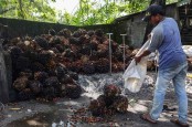 Solusi Harga Sawit Riau, Petani Minta Aturan Tambahan Ekspor Dicabut