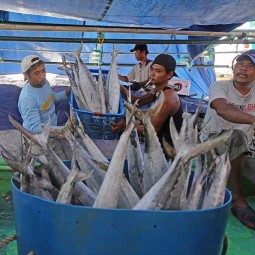 Konsumsi Ikan Nasional Ditargetkan Mencapai 62,05 Kilogram Per Kapita Pada 2024