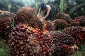 Duh! Harga Sawit Riau Makin Anjlok, Apa Penyebabnya?