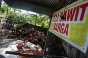 Harga Sawit di Tapanuli Selatan Rontok Rp500 per Kg, Petani Terpaksa Berhenti Panen