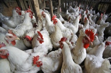 CPIN & JPFA Ekspor Ayam ke Singapura, Emiten Unggas Makin Cuan?