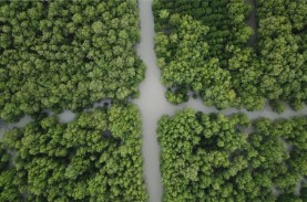 Dekopin Inisiasi Gerakan Penanaman Sejuta Pohon Mangrove…