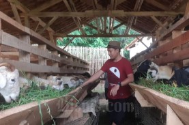 Kinerja Perbibitan Domba Garut di BPPTDK Margawati…