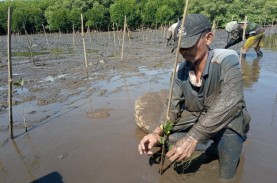 Sulsel Tanam 3.000 Bibit Mangrove di Luwu Timur