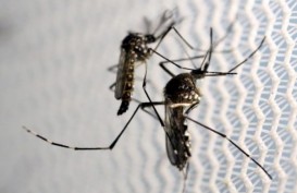 Musim Pancaroba Darurat Chikungunya, Apakah Menular?