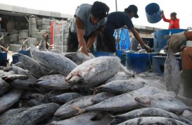 Produksi Ikan Tangkap di DIY Meningkat Meski Gelombang Tinggi