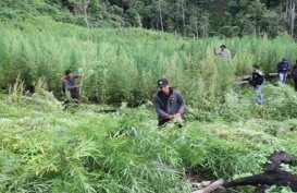 Fakta Penemuan Ladang Ganja di Cianjur: Pernah Dipanen, 5 Pelaku Kabur!