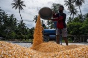 Gejolak Pangan, Indonesia Bakal Pacu Produksi Jagung hingga 13 Ton per Hektar