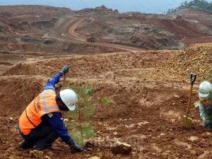 Penanaman Pohon di Lahan Bekas Tambang Nikel Milik PT Vale Indonesia