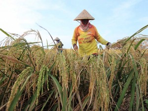 Penyaluran KUR Untuk Sektor Pertanian Sudah Mencapai Rp65 Triliun