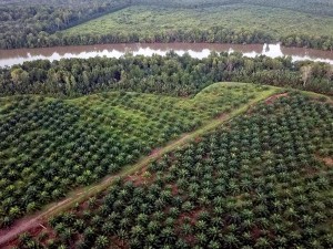 Alih Fungsi Mangrove Menjadi Perkebunan Kelapa Sawit Skala Besar Terjadi di Jambi