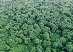 Saratoga (SRTG) Gandeng Forest Carbon Ekspansi Hijau, Saham Ijo Royo-royo