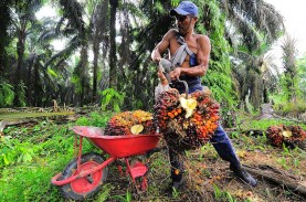 Perkebunan Sinar Mas Kalimantan Tak Terima TBS di Luar Mitra