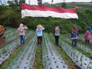 Petani lereng Gunung Merbabu Kibarkan Bendera Merah Putih di Lahan Pertanian