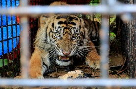 Pekerja Tewas Diterkam Harimau, BBKSDA Riau Turunkan…